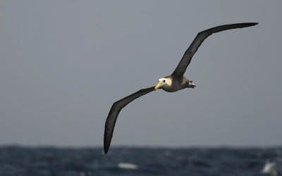 Waved Albatross 9139.jpg