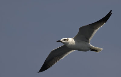 Laughing Gull 9192.jpg