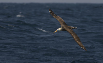 Waved Albatross 9217.jpg