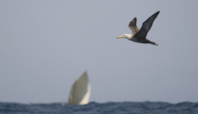 Waved Albatross 9222.jpg