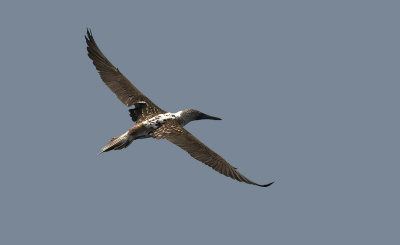Blue-footed Booby 9276.jpg