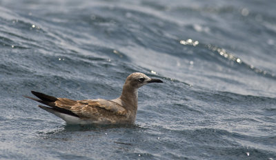 Laughing Gull 9289.jpg
