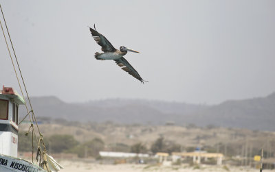 Peruvian Pelican 9351.jpg