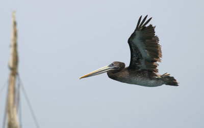 Peruvian Pelican 9352.jpg