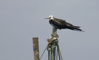 Magnificent Frigatebird 9359.jpg