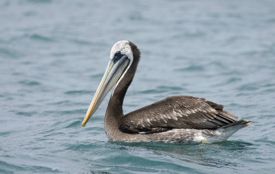 Peruvian Pelican 9375.jpg
