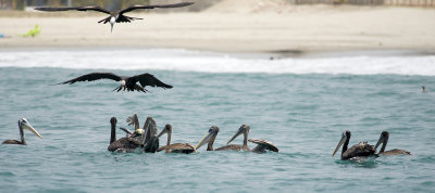 Peruvian Pelican 9380.jpg