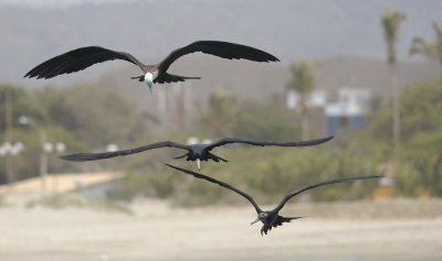 Magnificent Frigatebird 9381.jpg