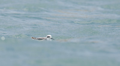 Red-necked Phalarope 9393.jpg