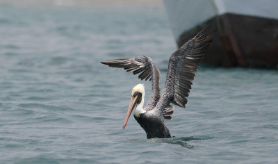 Brown Pelican 9398.jpg