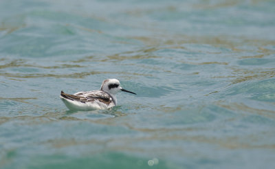 Red-necked Phalarope 9416.jpg