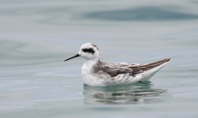 Red-necked Phalarope 9442.jpg