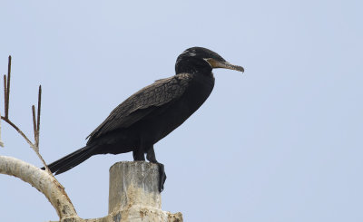 Neotropic Cormorant 9457.jpg