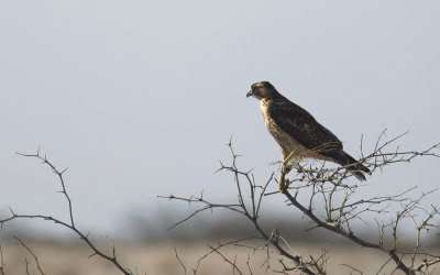 Variable Hawk 9479.jpg