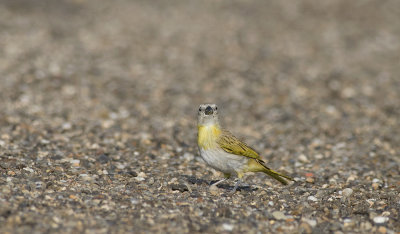 Saffron Finch 9568.jpg