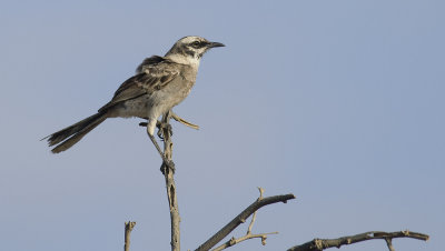 Long-tailed Mockingbird 9574.jpg