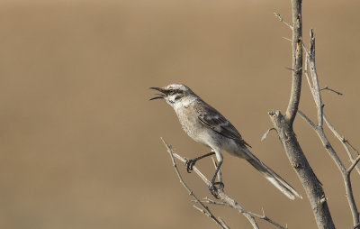 Long-tailed Mockingbird 9635.jpg