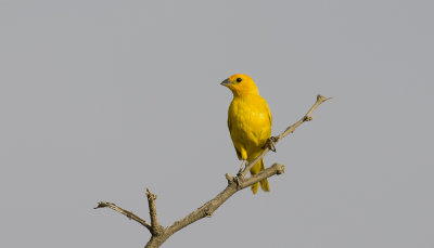 Saffron Finch 9662.jpg