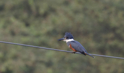 Ringed Kingfisher 9697.jpg