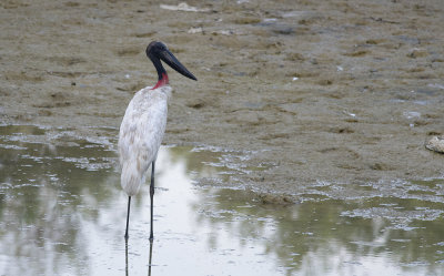 Jabiru 9743.jpg