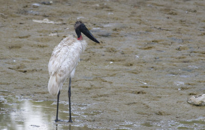 Jabiru  9758.jpg