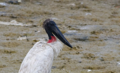 Jabiru 9768.jpg