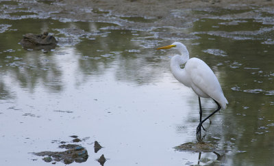 Great Egret 9789.jpg