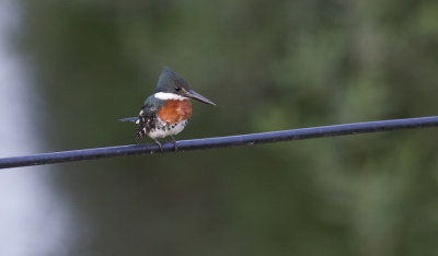Green Kingfisher 9840.jpg