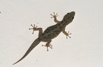 Phyllodactylus sp.  (P. reissii?)  9936.jpg