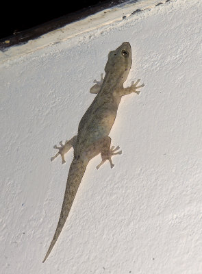 Phyllodactylus sp.  (P. reissii?)  9944.jpg