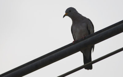 Croaking Ground-dove 0009.jpg