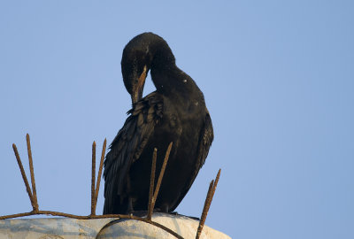 Neotropic Cormorant 0062.jpg