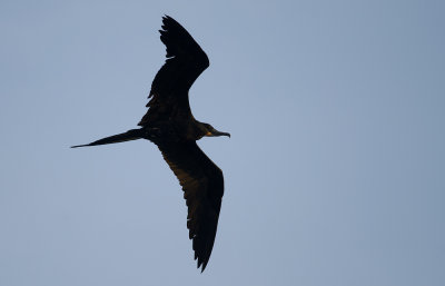 Magnificent Frigatebird 0076.jpg