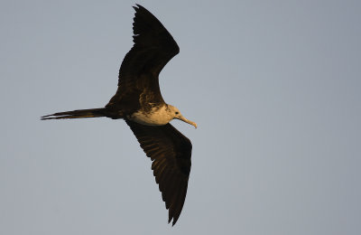 Magnificent Frigatebird 0118.jpg