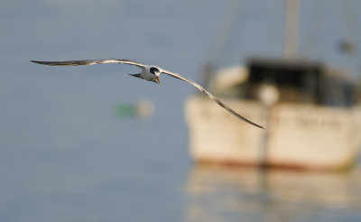Elegant Tern 0176.jpg