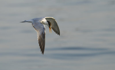 Elegant Tern 0197.jpg