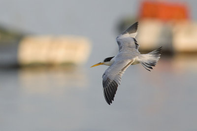 Elegant Tern 0239.jpg