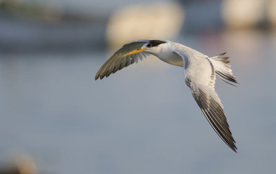 Elegant Tern 0256.jpg