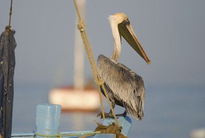 Brown Pelican 0276.jpg