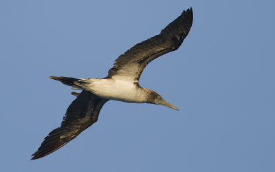 Blue-footed Booby  0284.jpg