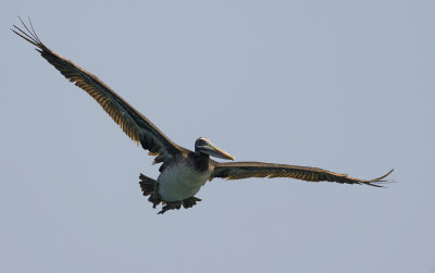 Peruvian Pelican  0626.jpg