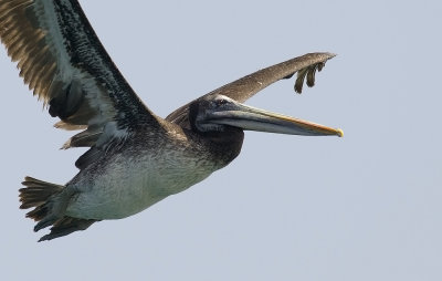 Peruvian Pelican  0629.jpg