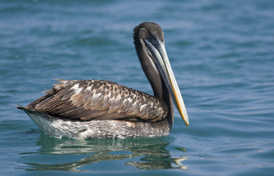 Peruvian Pelican  0690.jpg