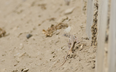 Microlophus theresiae?  0741.jpg