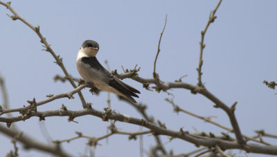 Tumbes Swallow 0861.jpg