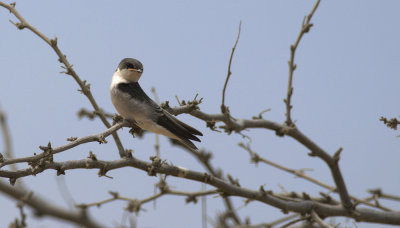 Tumbes Swallow  0861.jpg