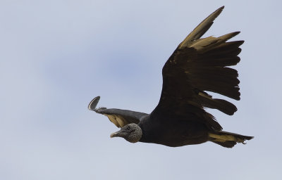 Black Vulture  0968.jpg