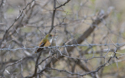 Amazilia Hummingbird  1134.jpg