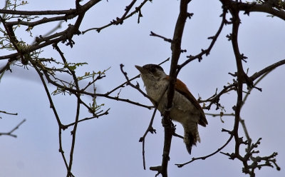 Scarlet-backed Woodpecker  1292.jpg