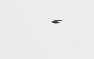 Chestnut-collared Swallow  1546.jpg